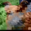 adoptable Dog in  named Dale