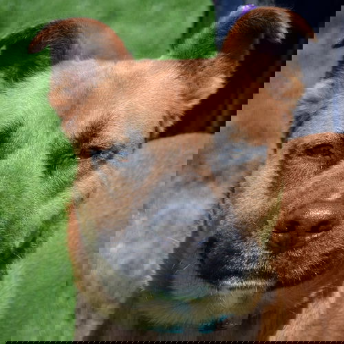 picture of the dog needing adoption