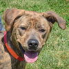 adoptable Dog in Huntley, IL named Nala