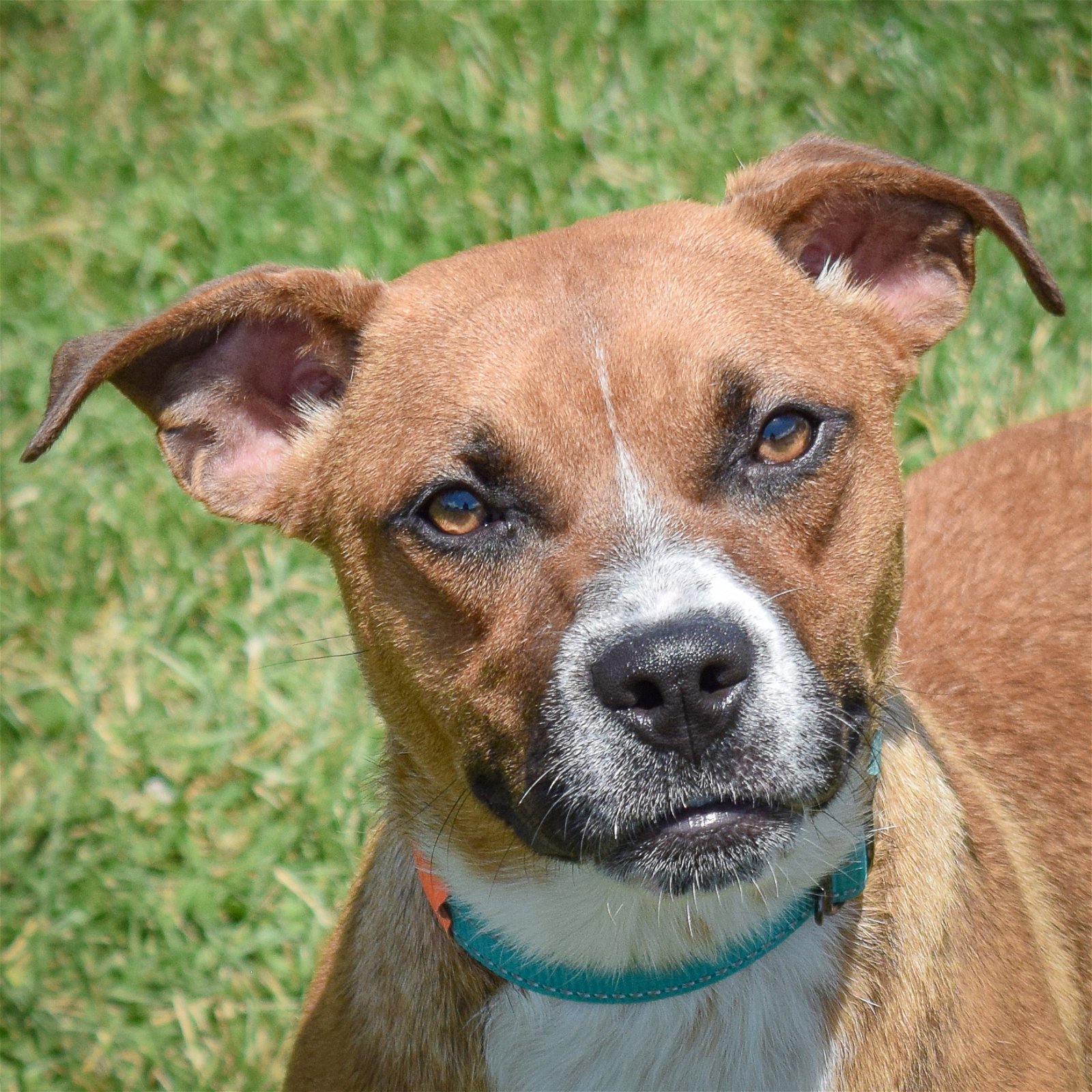 Dog adoption in Huntley, IL 60142: Boxer / Cattle Dog / Mixed (short ...