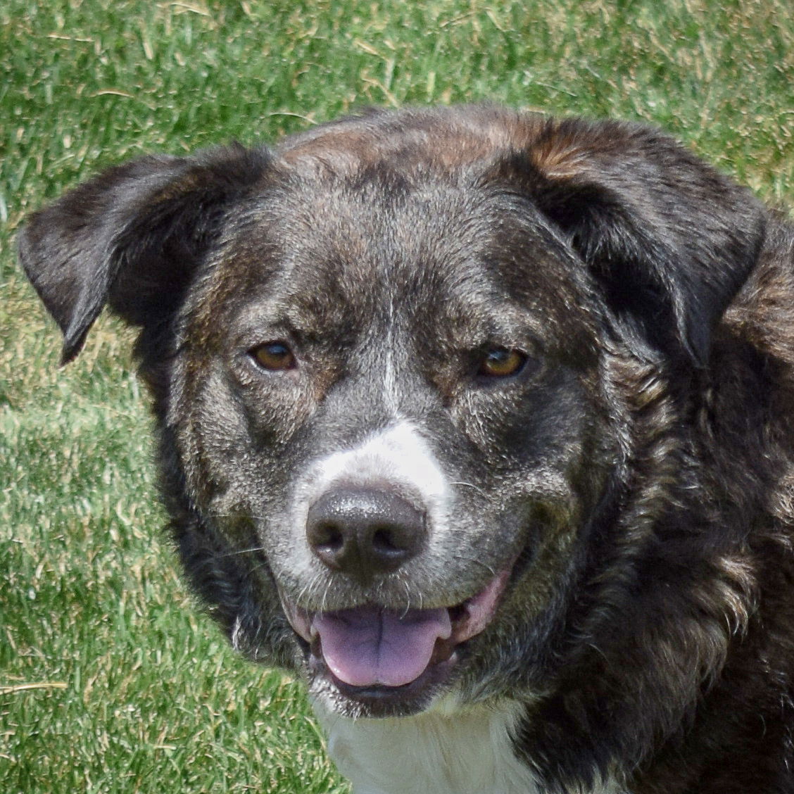 adoptable Dog in Huntley, IL named Ozzee