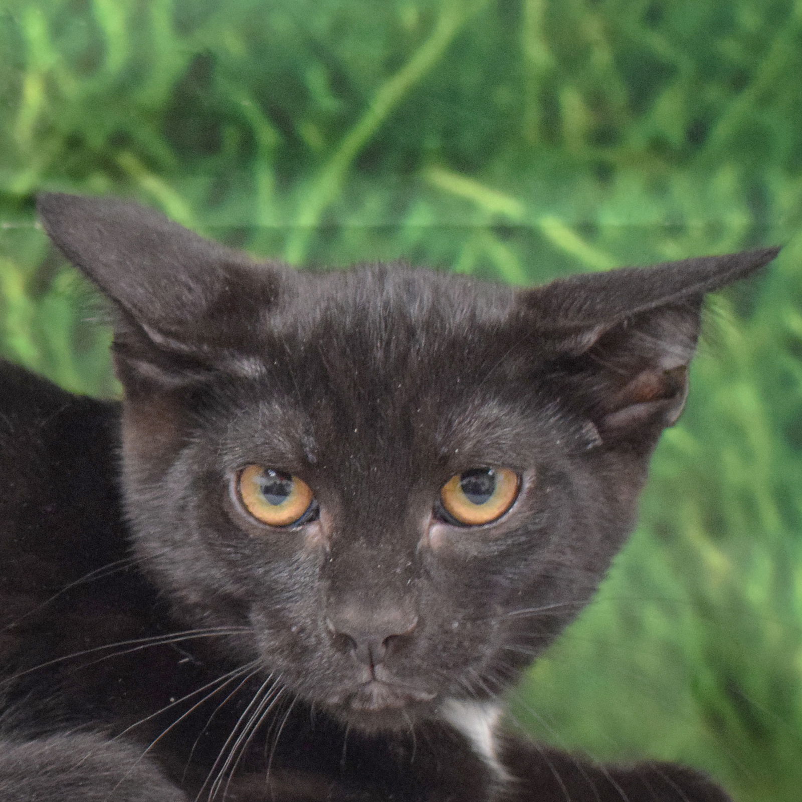 adoptable Cat in Huntley, IL named Phillip