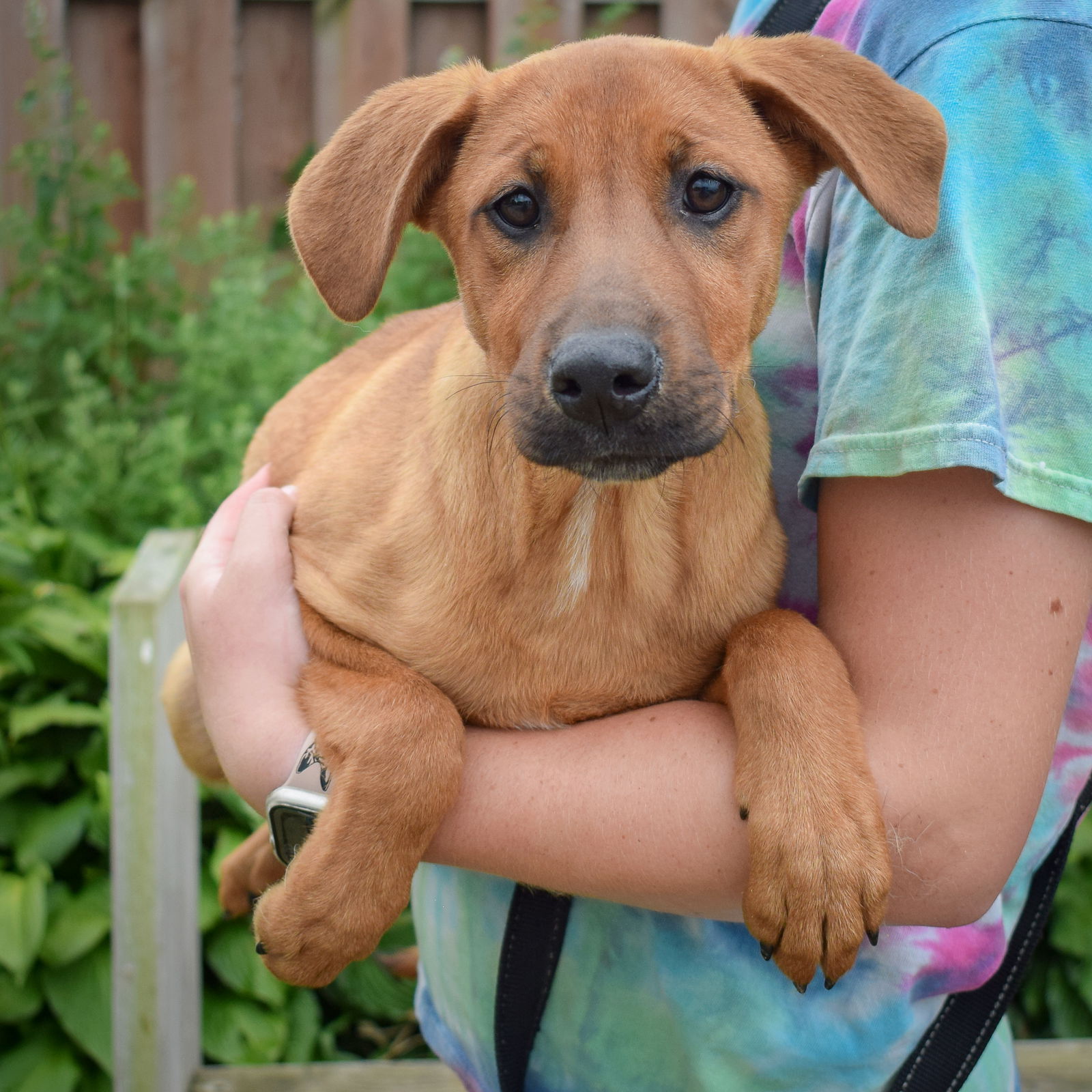 Dog for Adoption - Babs, a Red Heeler in Kenosha County, WI | Alpha Paw