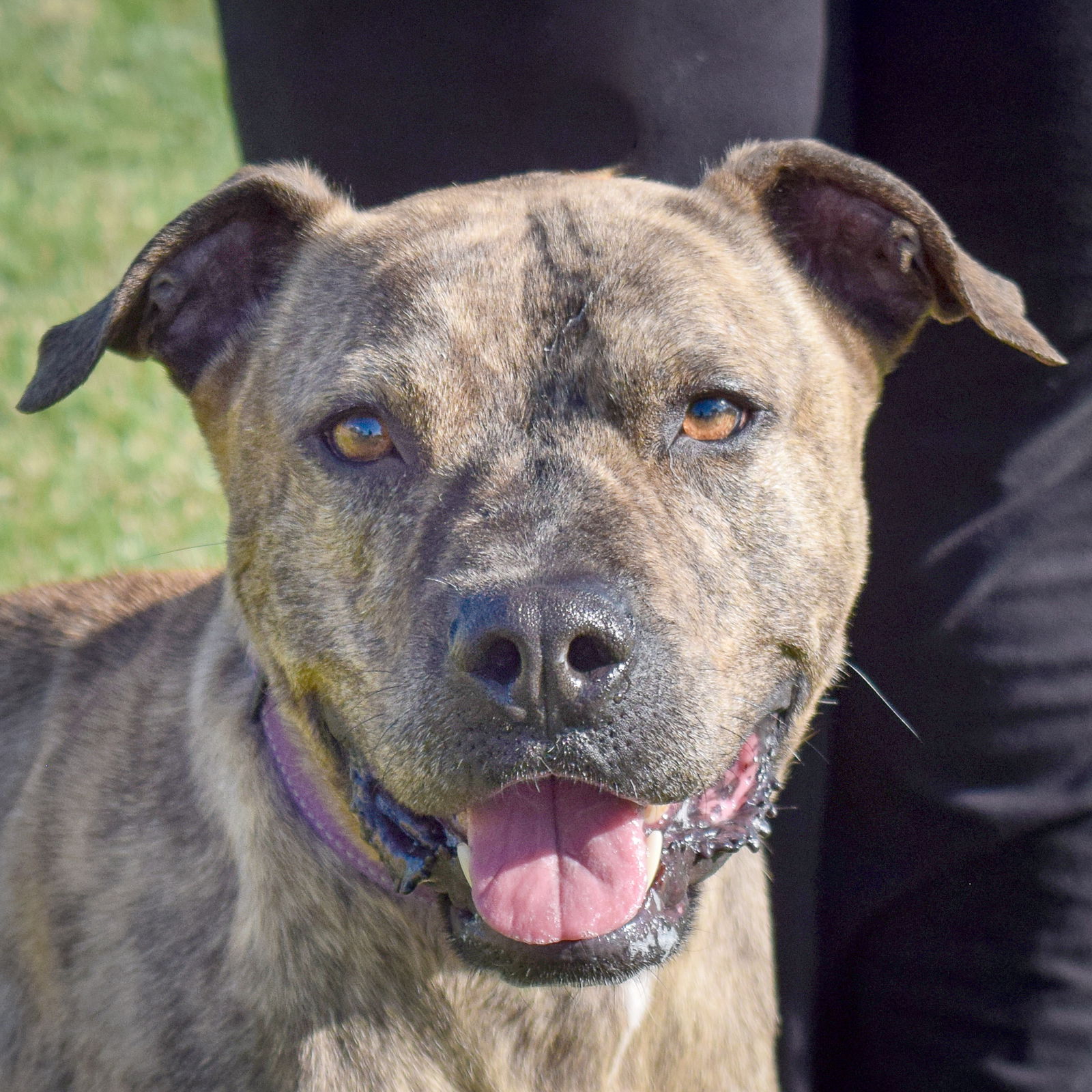 adoptable Dog in Huntley, IL named Hercules