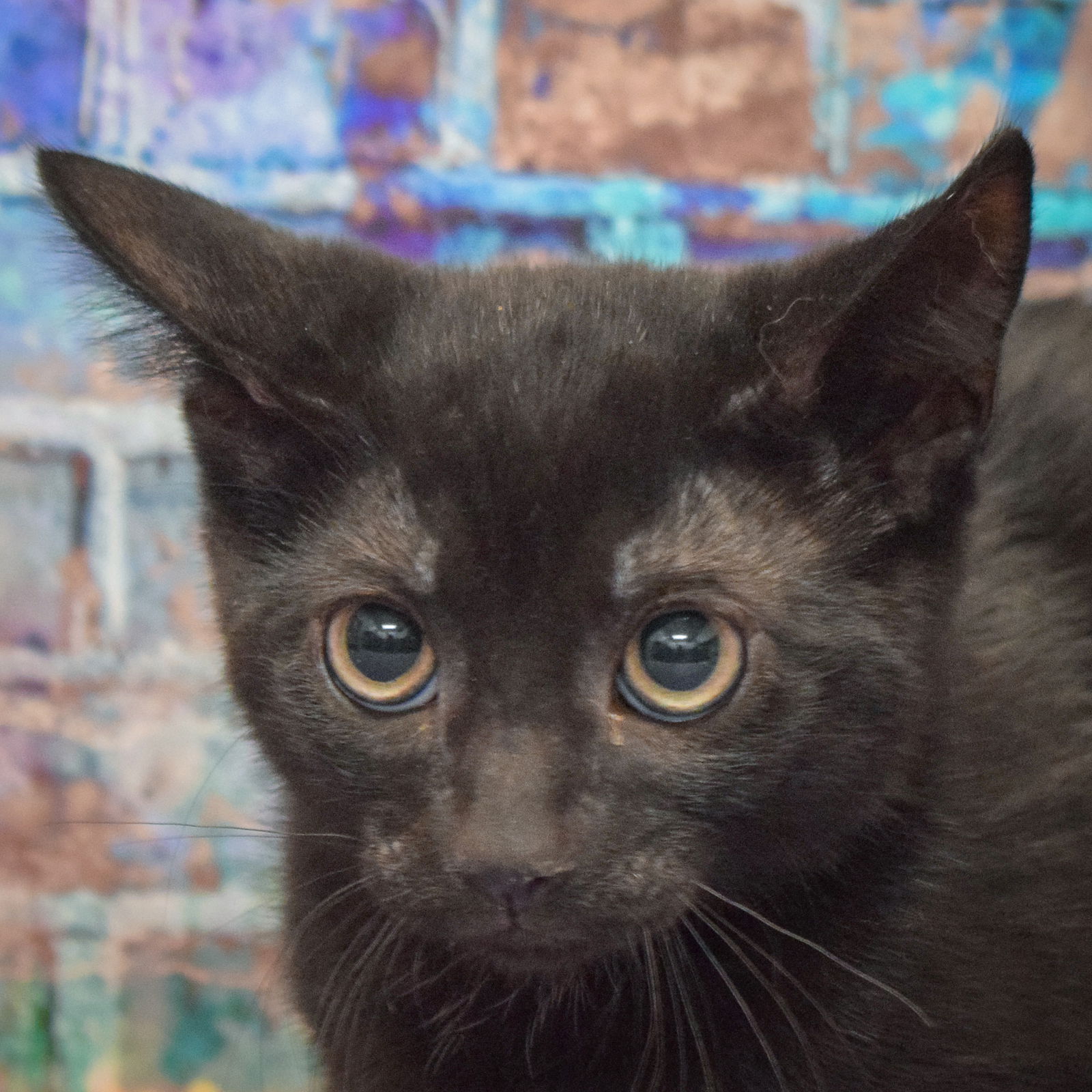 adoptable Cat in Huntley, IL named Onyx