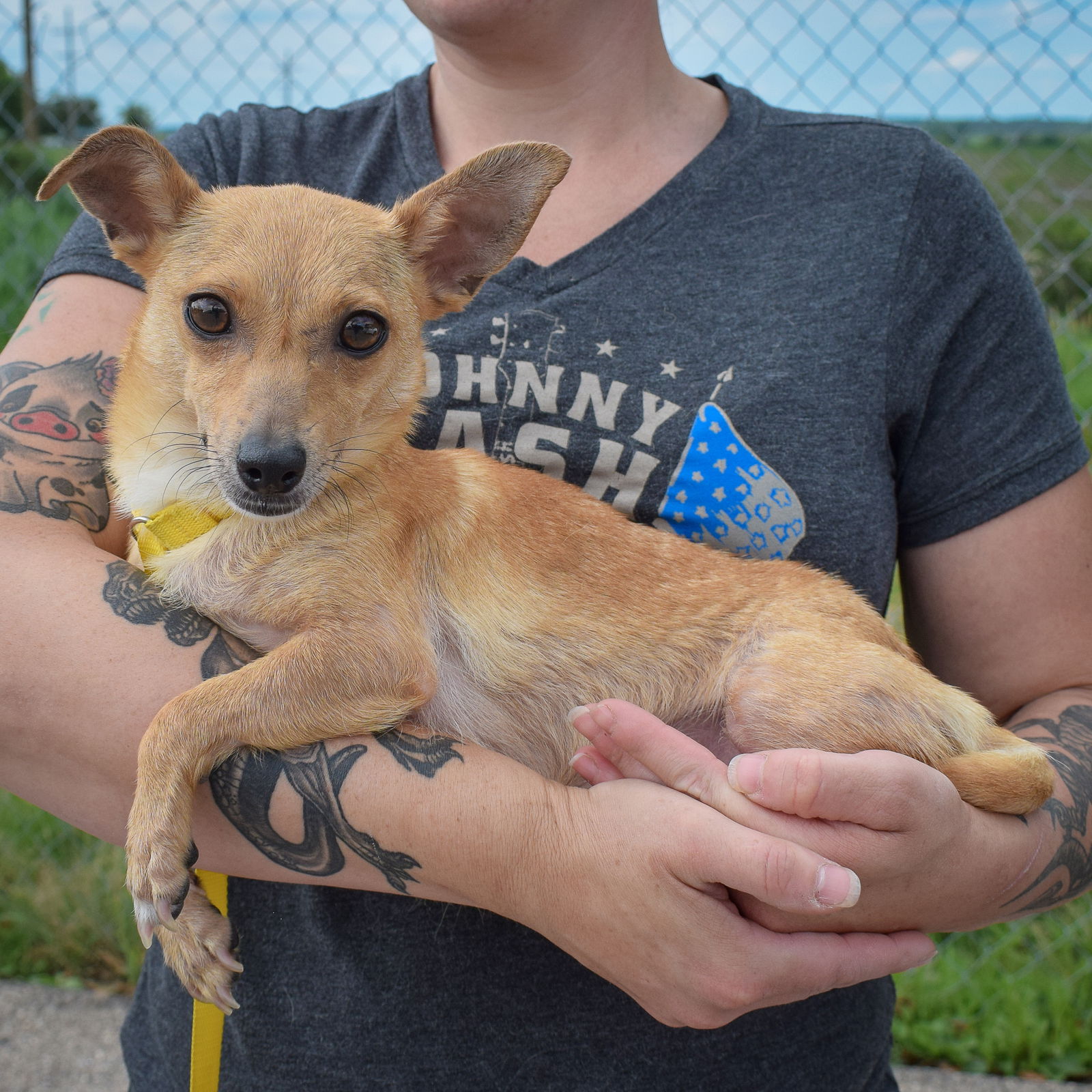 Dog for Adoption - Sandra Dee, a Chihuahua in Bristol, WI | Alpha Paw