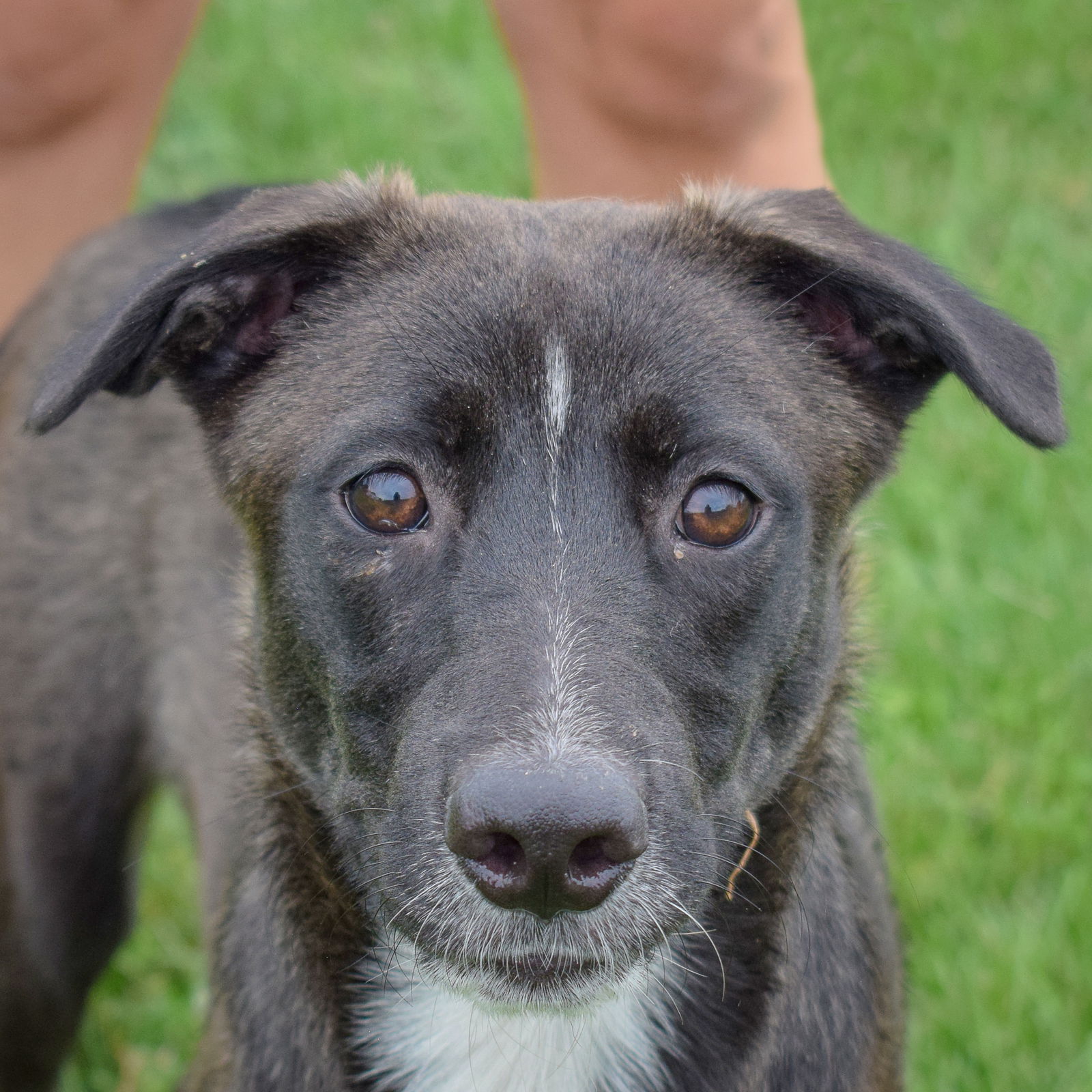 adoptable Dog in Huntley, IL named Bianco