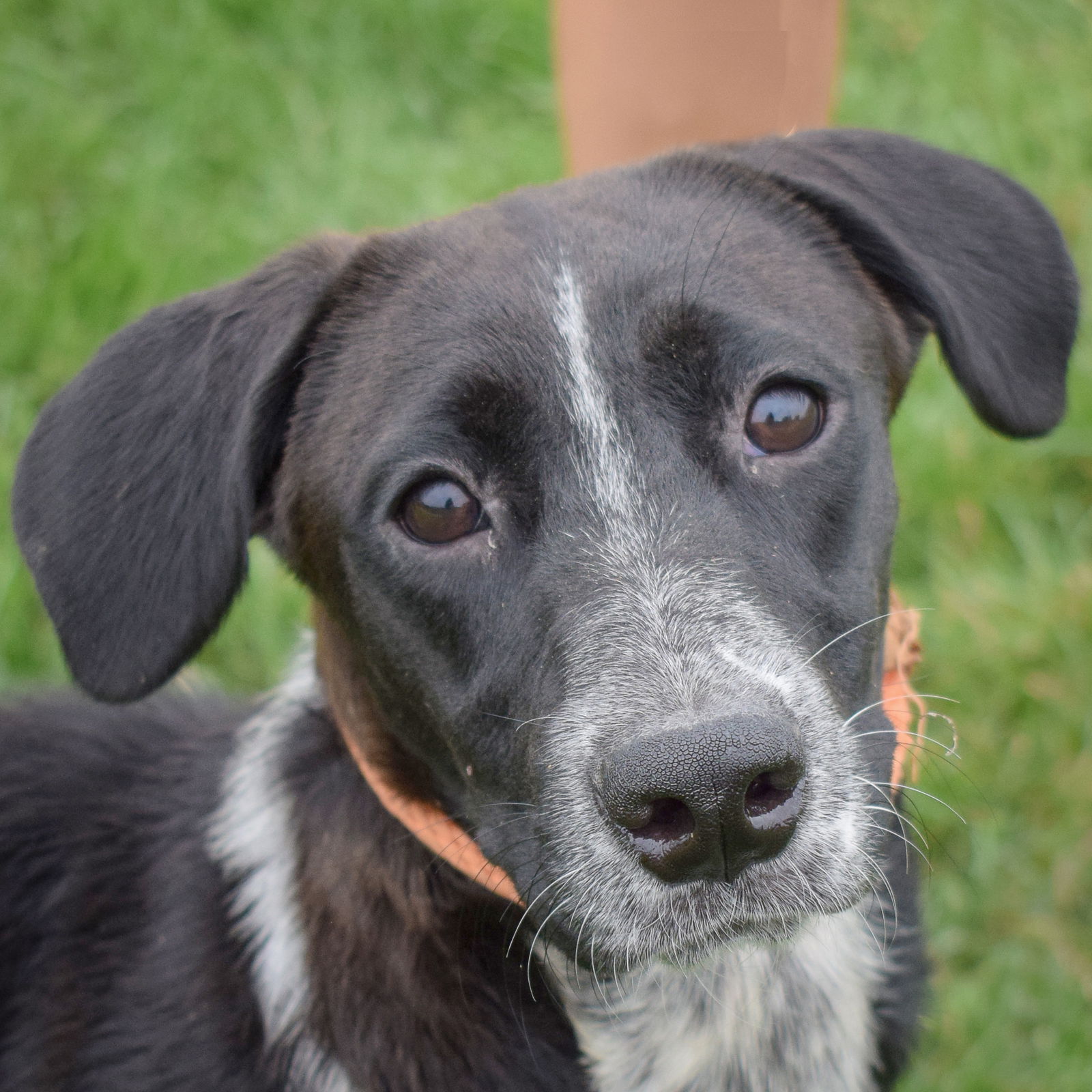 adoptable Dog in Huntley, IL named Birdy