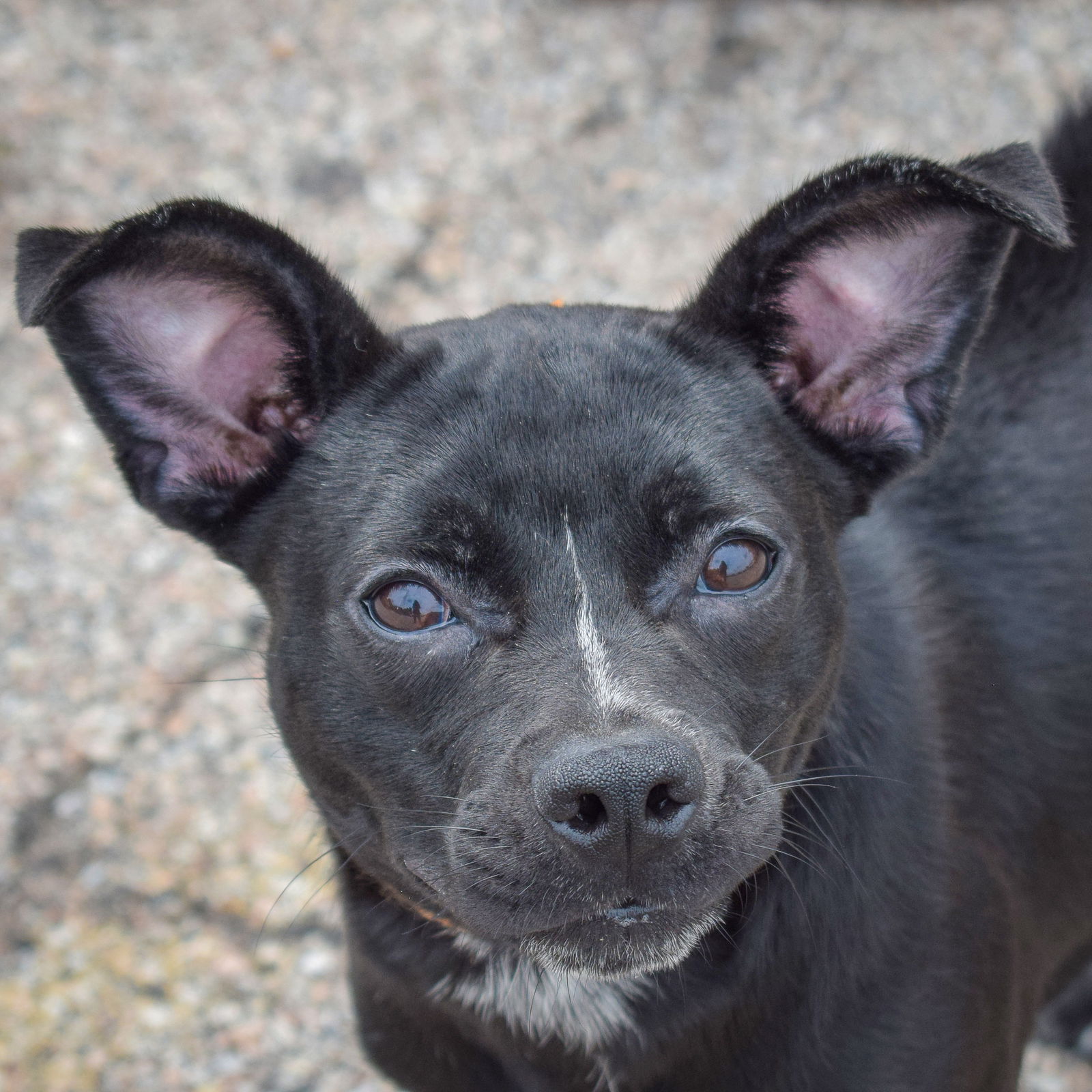 adoptable Dog in Huntley, IL named Wednesday