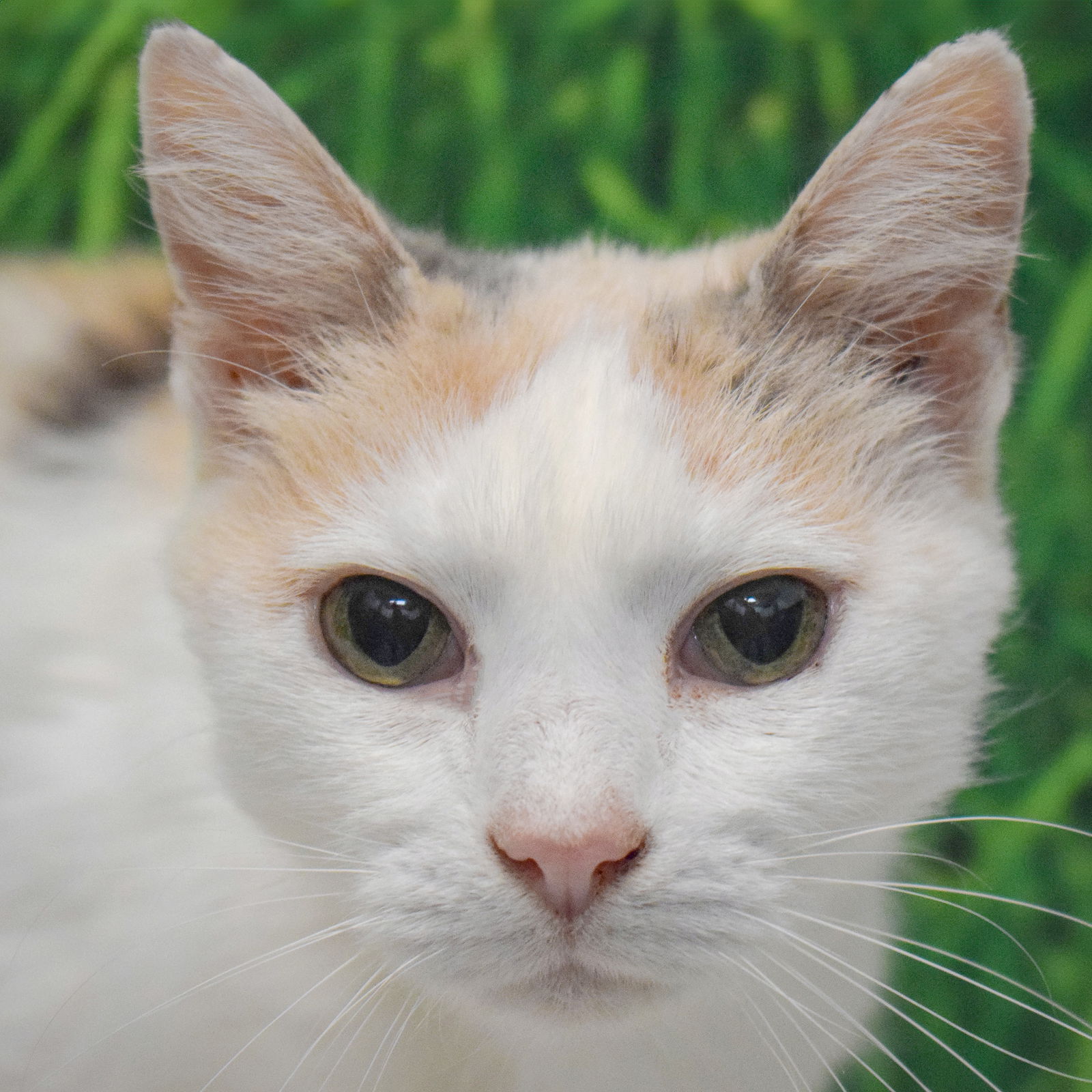 adoptable Cat in Huntley, IL named Grandma Gretta