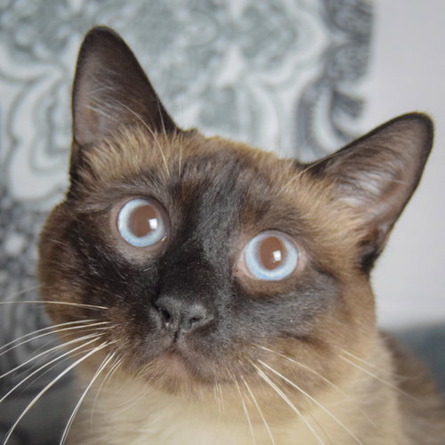 picture of the cat needing adoption