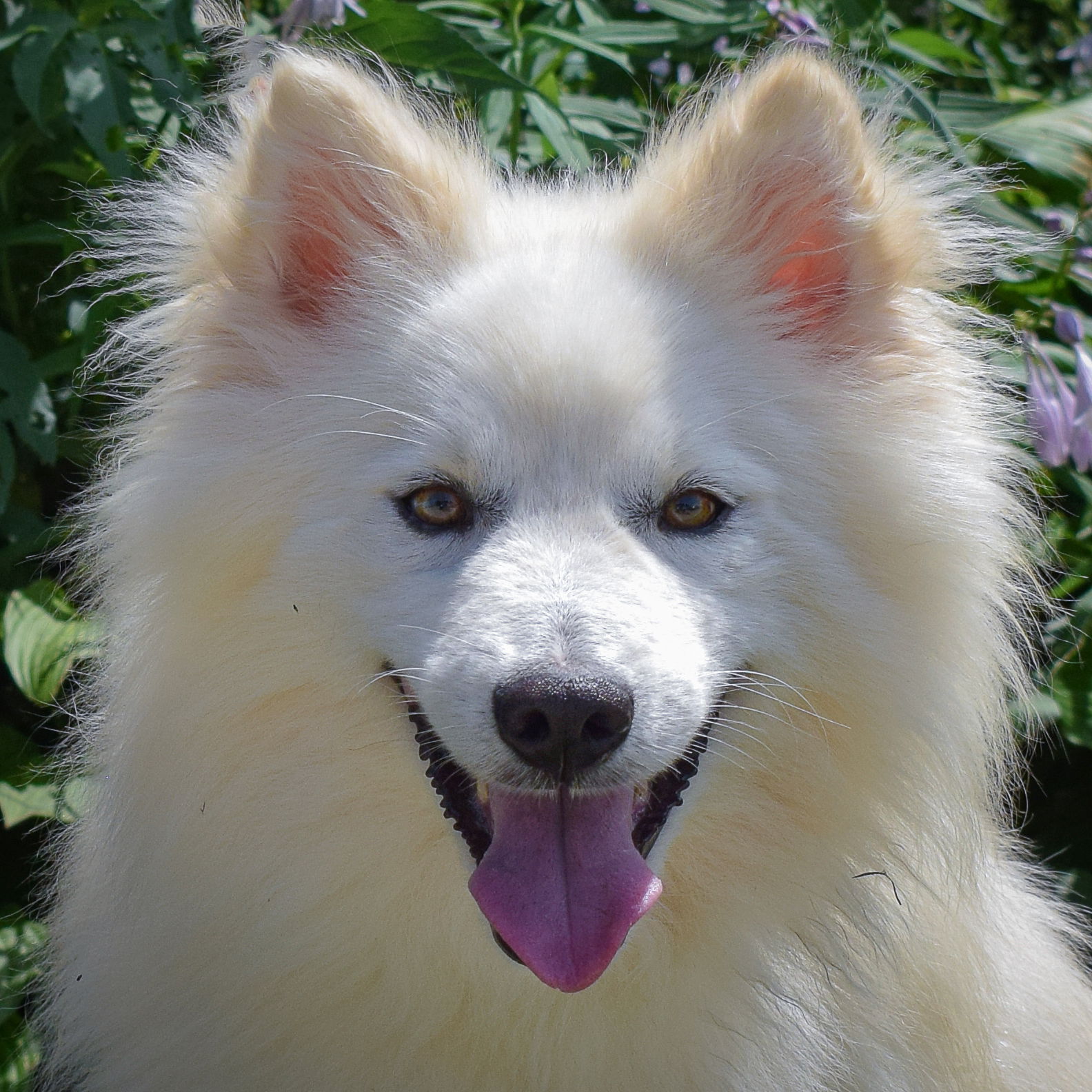 adoptable Dog in Huntley, IL named Griffin