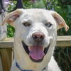 adoptable Dog in Huntley, IL named Andy