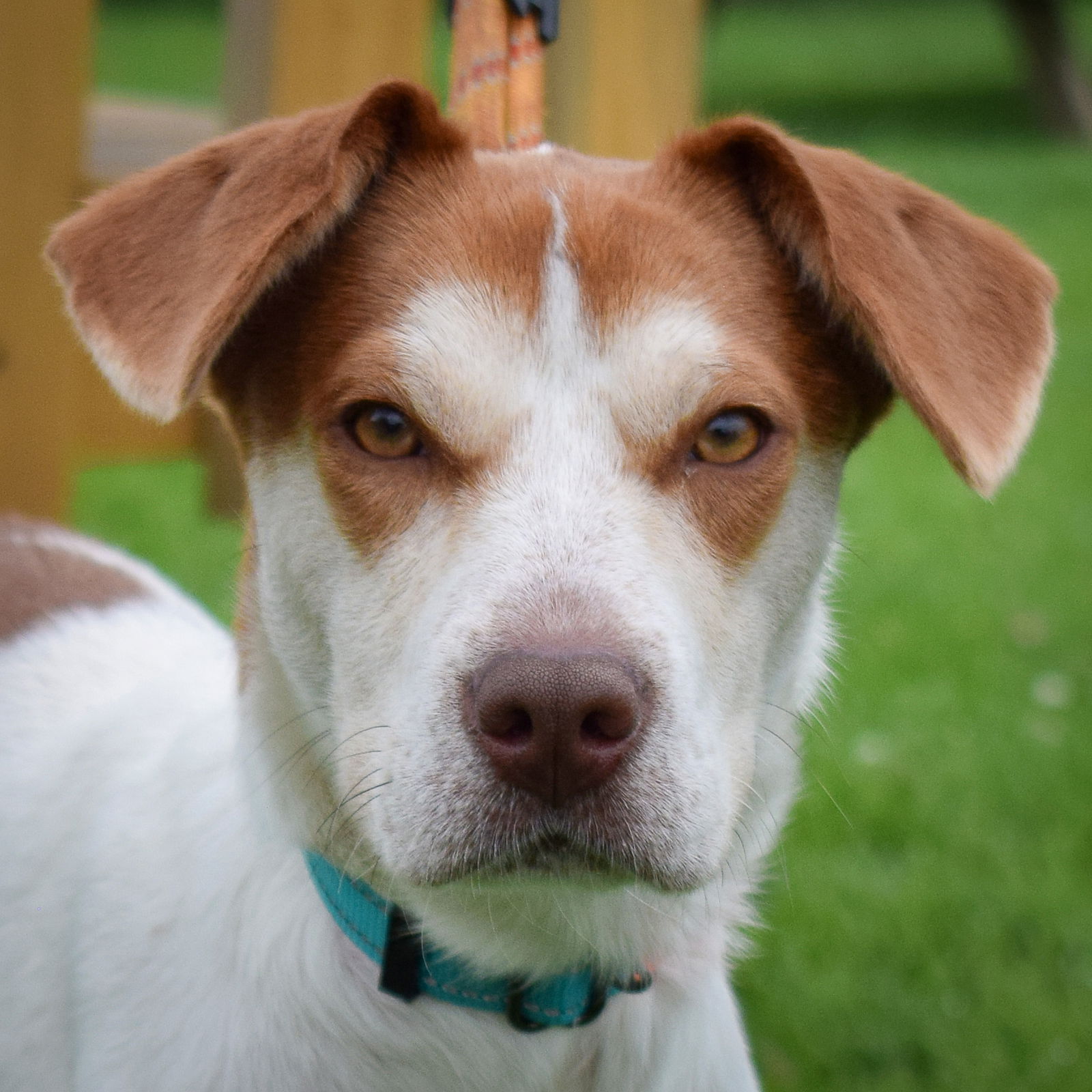 adoptable Dog in Huntley, IL named Ruth