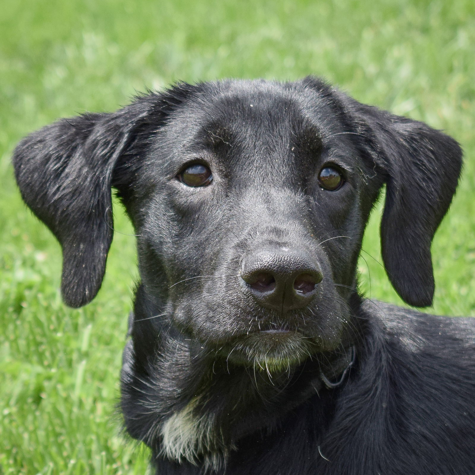 adoptable Dog in Huntley, IL named Gretchen Wieners