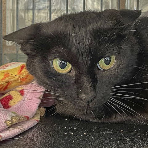 adoptable Cat in Huntley, IL named Ebony