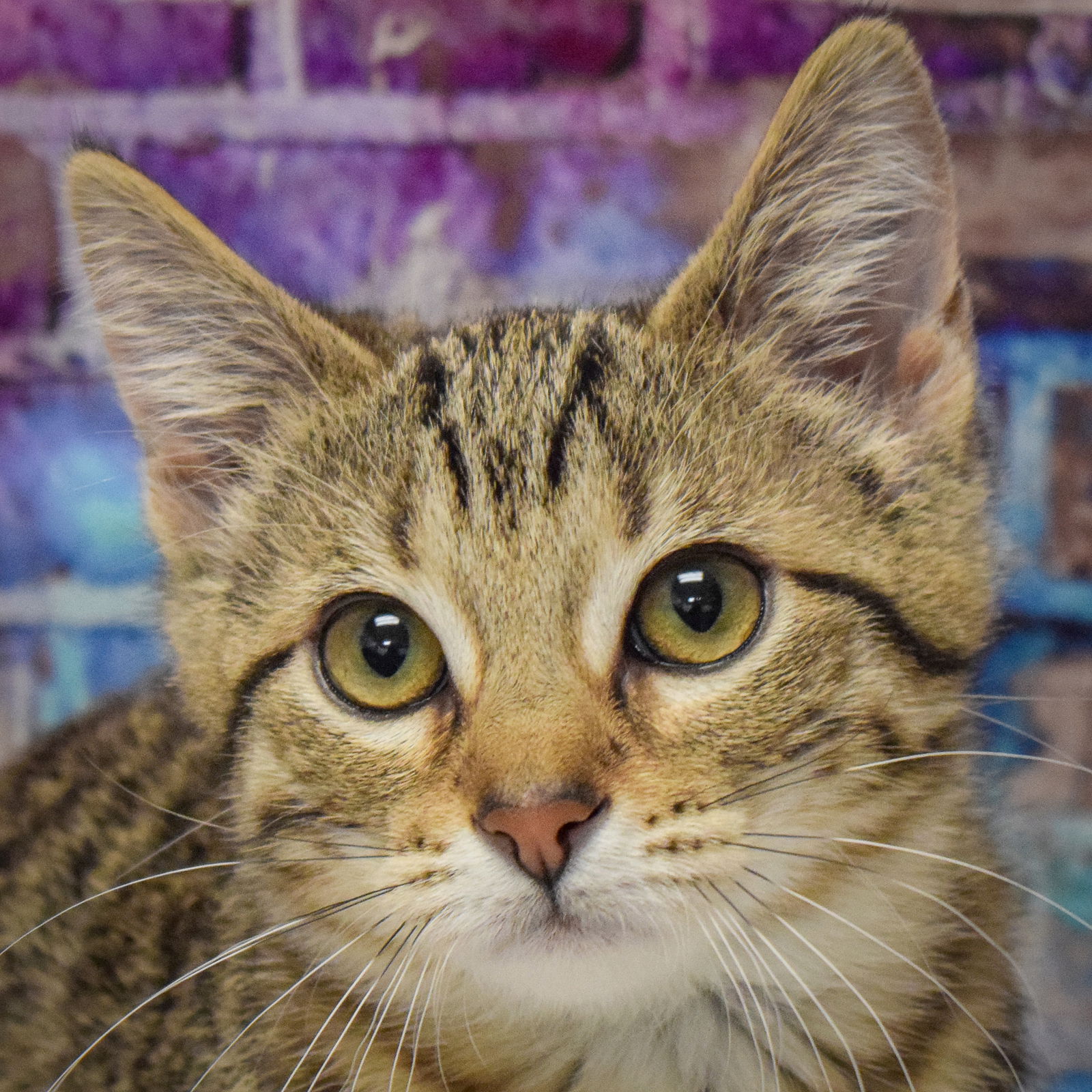 adoptable Cat in Huntley, IL named Clementine