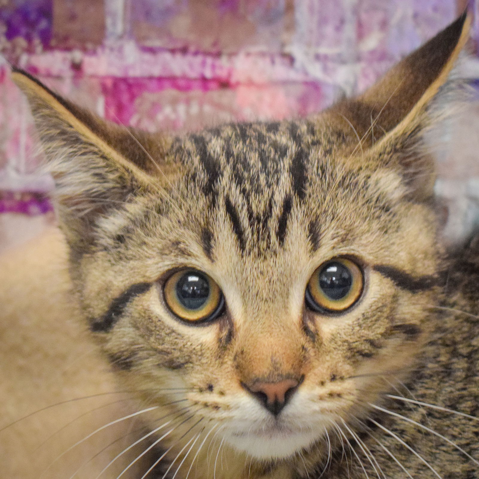 adoptable Cat in Huntley, IL named Fig