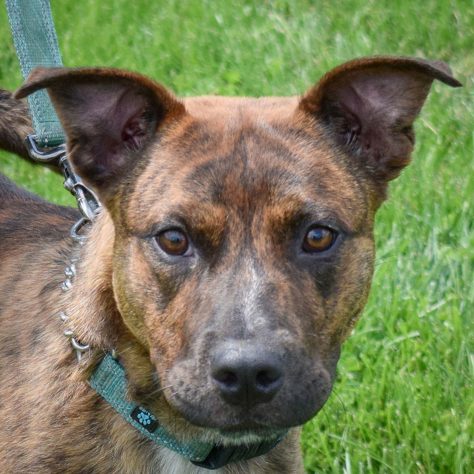 adoptable Dog in Huntley, IL named Cobain