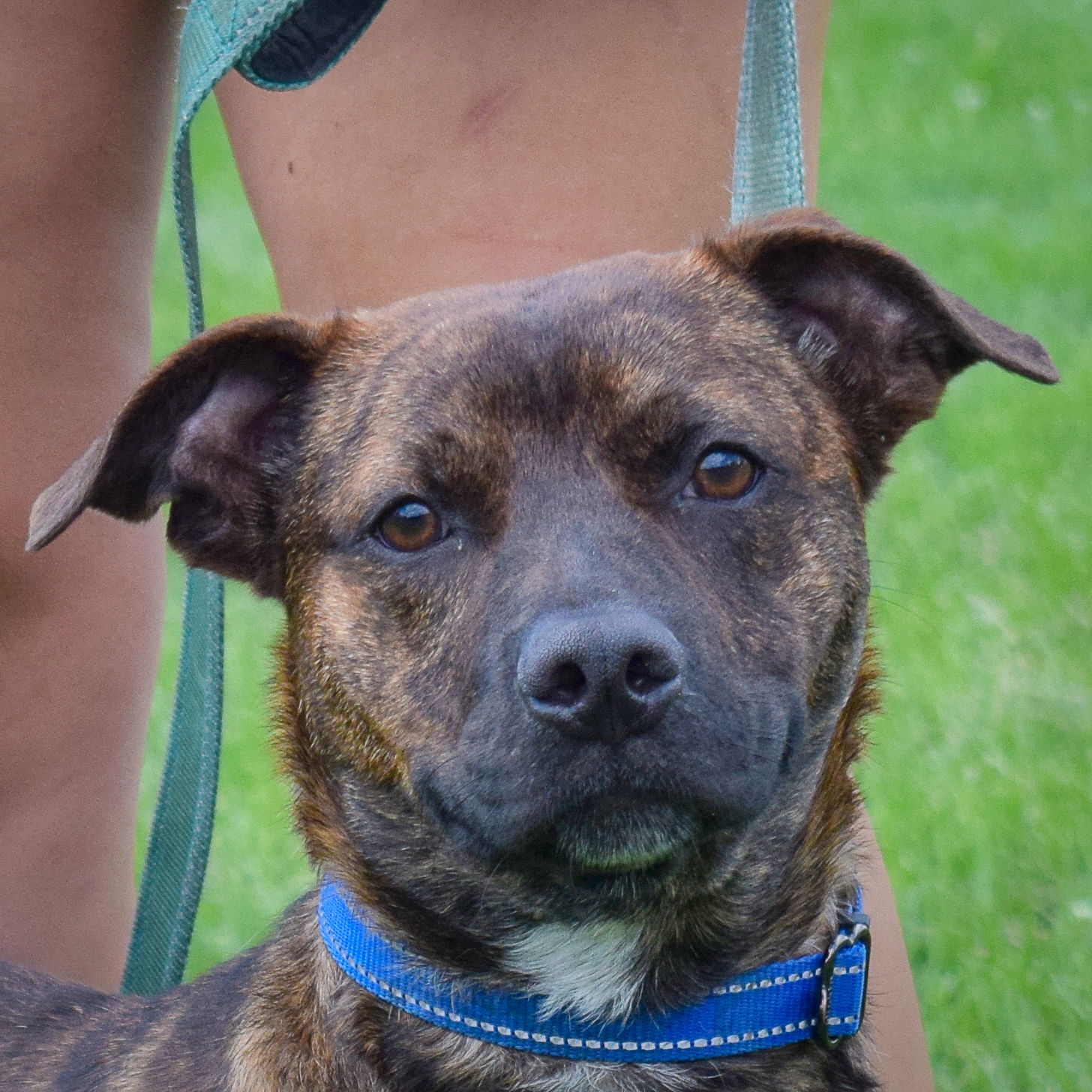 adoptable Dog in Huntley, IL named Mitchell