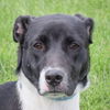 adoptable Dog in Huntley, IL named Monnie