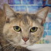 adoptable Cat in Huntley, IL named Tinky