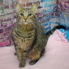 Willow - Photo 2
