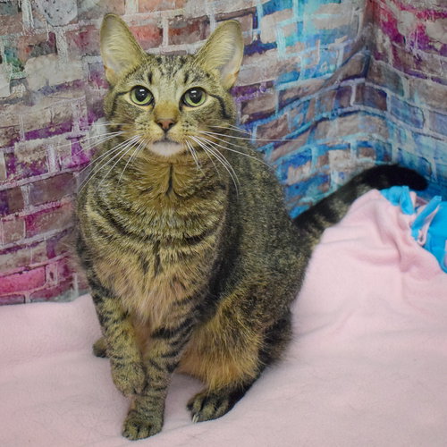 WILLOW - Tabby / Domestic Short Hair available for adoption