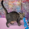 Willow - Photo 3