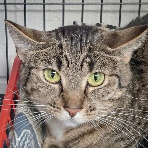 Charlotte, Young Tabby / Domestic Short Hair / Mixed (short coat), cat for adoption in Orland Park, Illinois