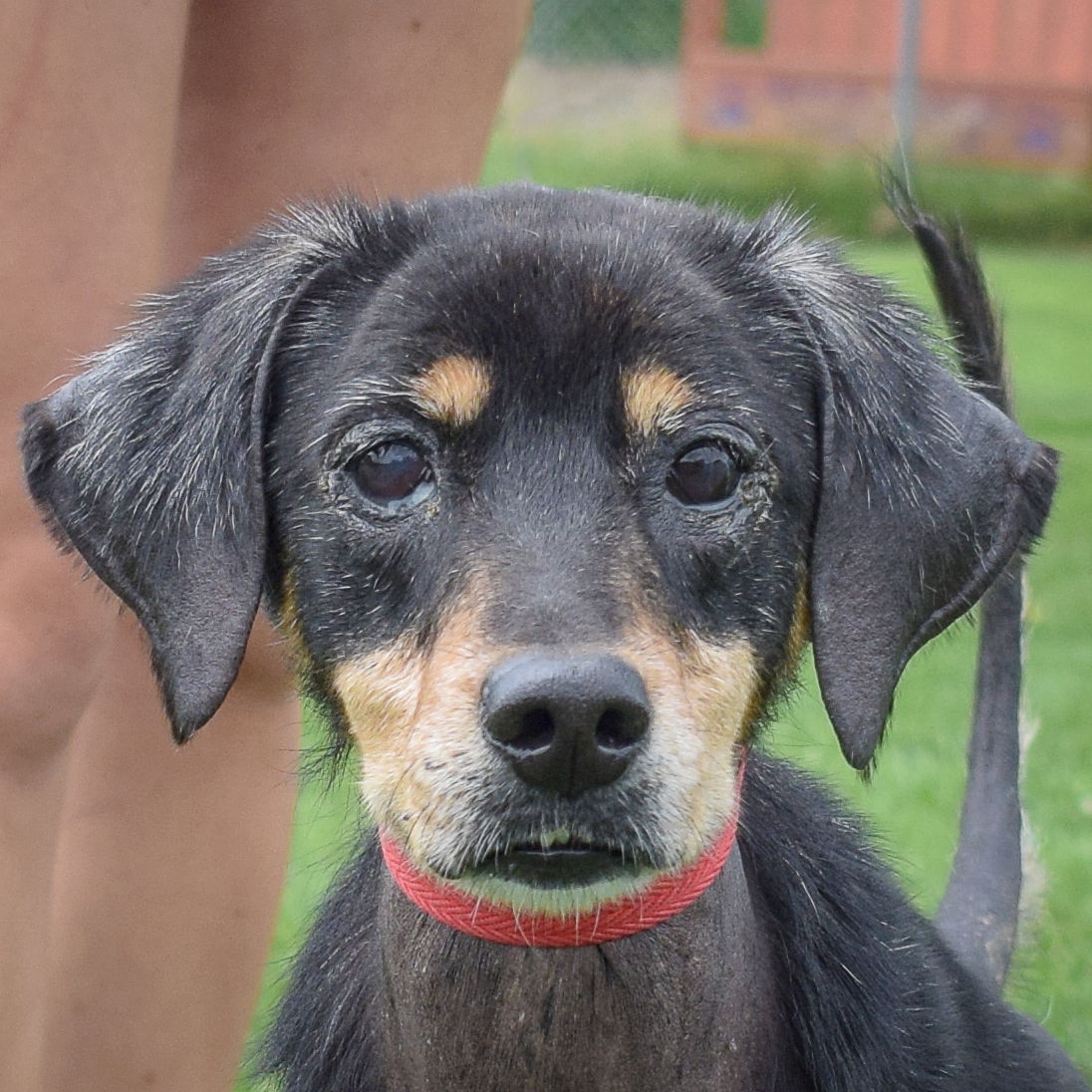 adoptable Dog in Huntley, IL named Julie Anne