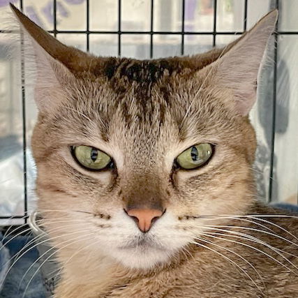 adoptable Cat in Huntley, IL named Rhubarb