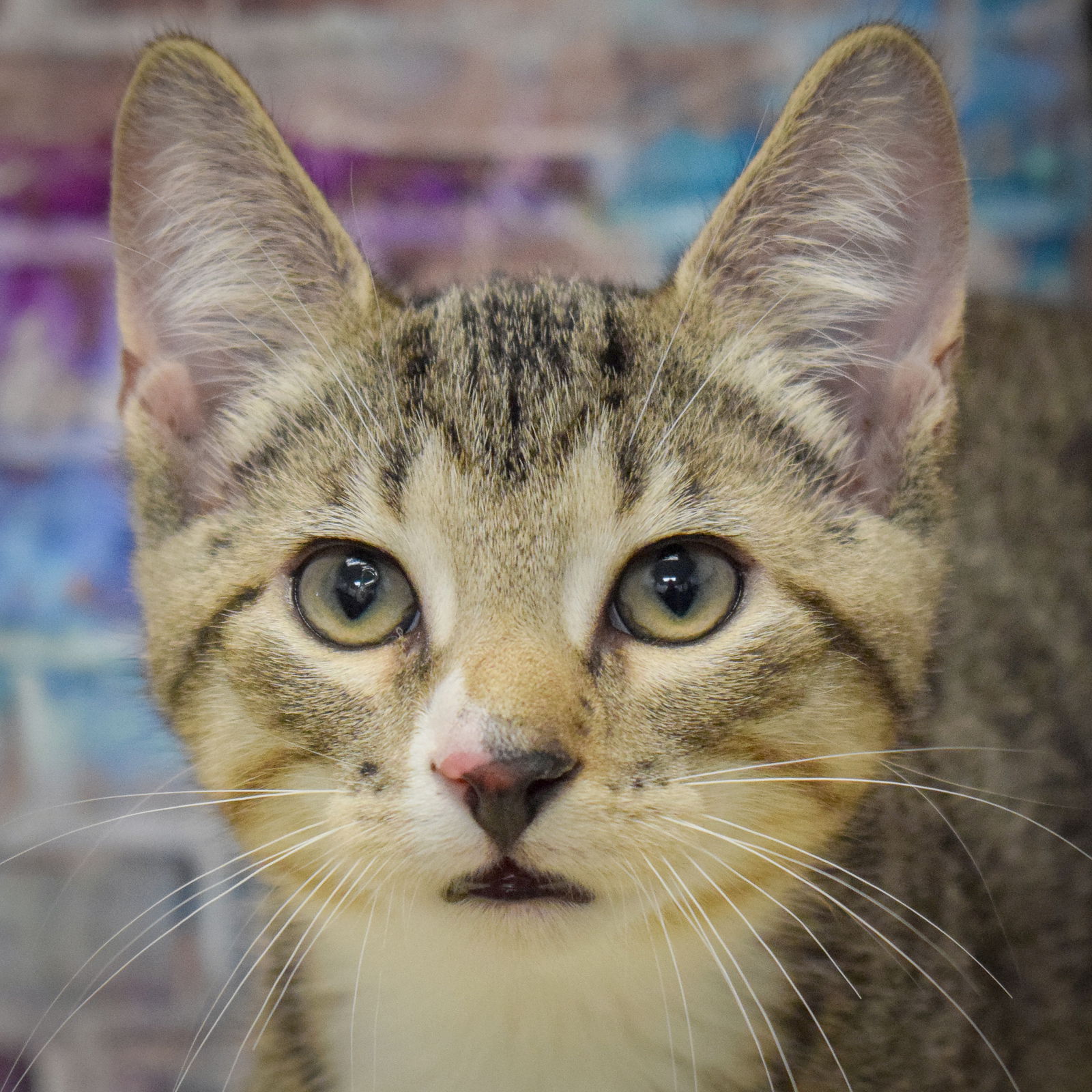 adoptable Cat in Huntley, IL named Jellybean