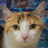 adoptable Cat in  named Roberta