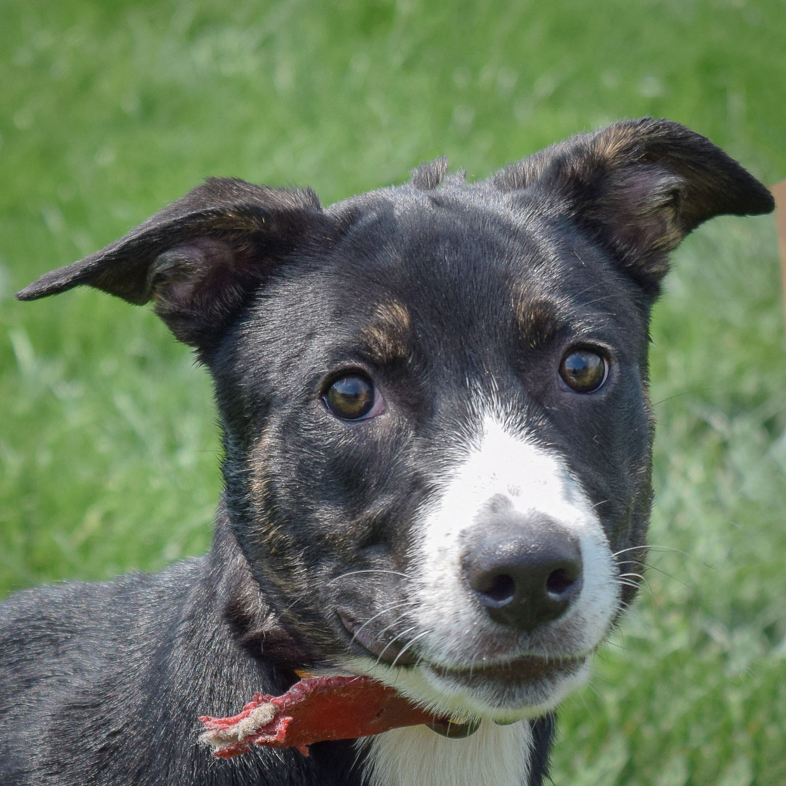 adoptable Dog in Huntley, IL named Cantaloupe