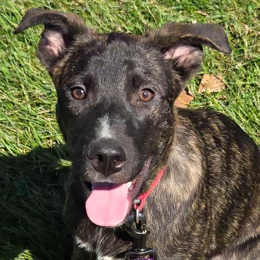 adoptable Dog in Huntley, IL named Green Bean