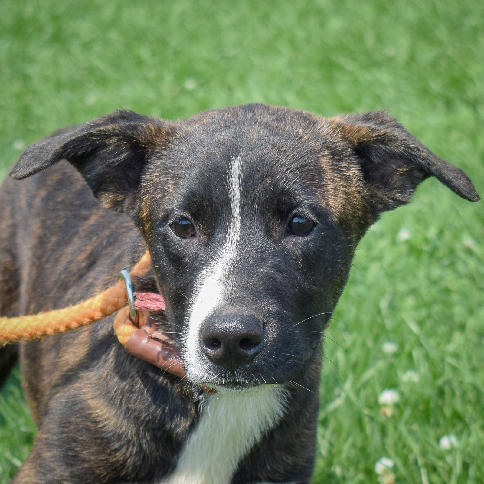 adoptable Dog in Huntley, IL named Pumpkin