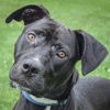 adoptable Dog in Huntley, IL named Duncan