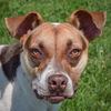 adoptable Dog in Huntley, IL named Dodger