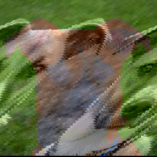 picture of the dog needing adoption