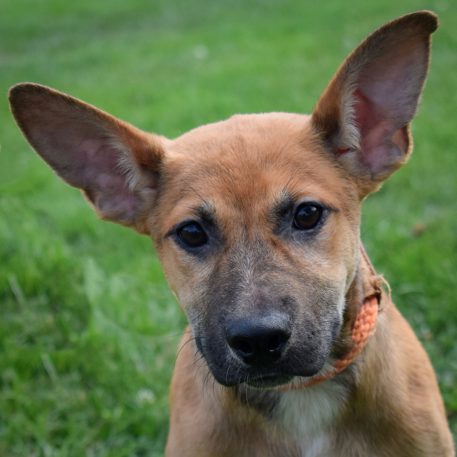 adoptable Dog in Huntley, IL named Minnie