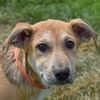 adoptable Dog in  named Wynette