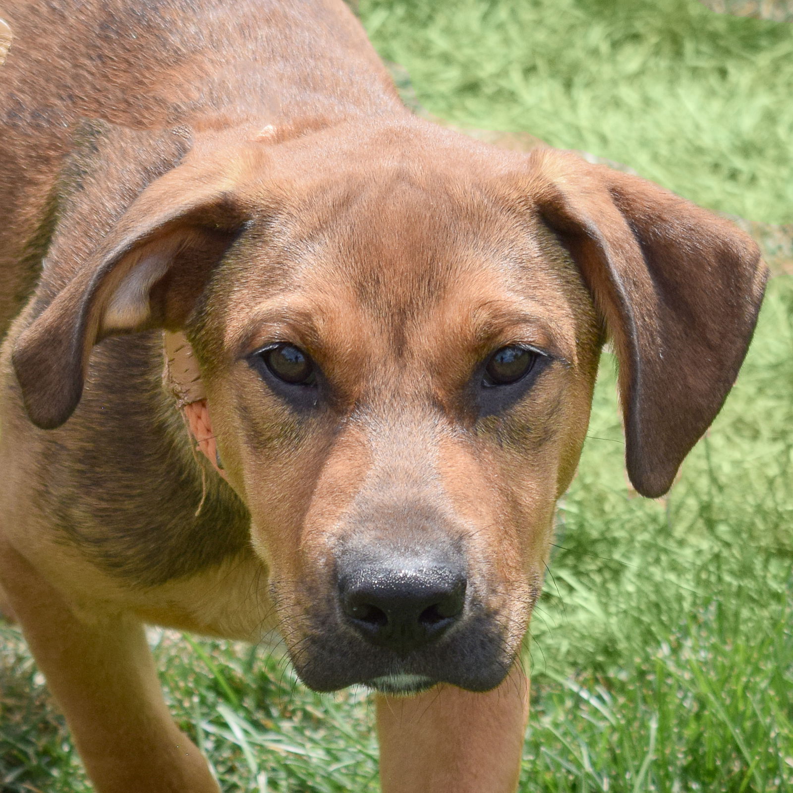 adoptable Dog in Huntley, IL named Fonzie