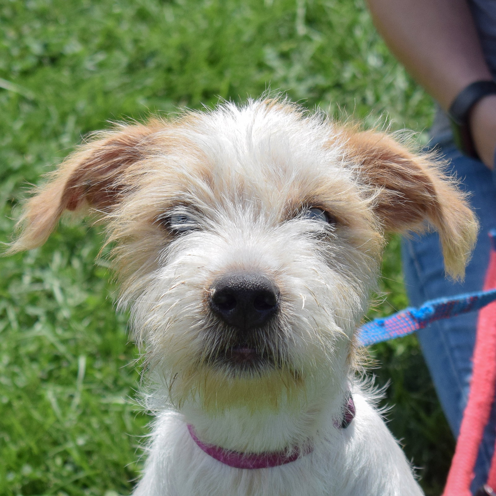 Terrier Mix Wire Fox Terrier Puppies Wire Fox Toy Fox Terrier