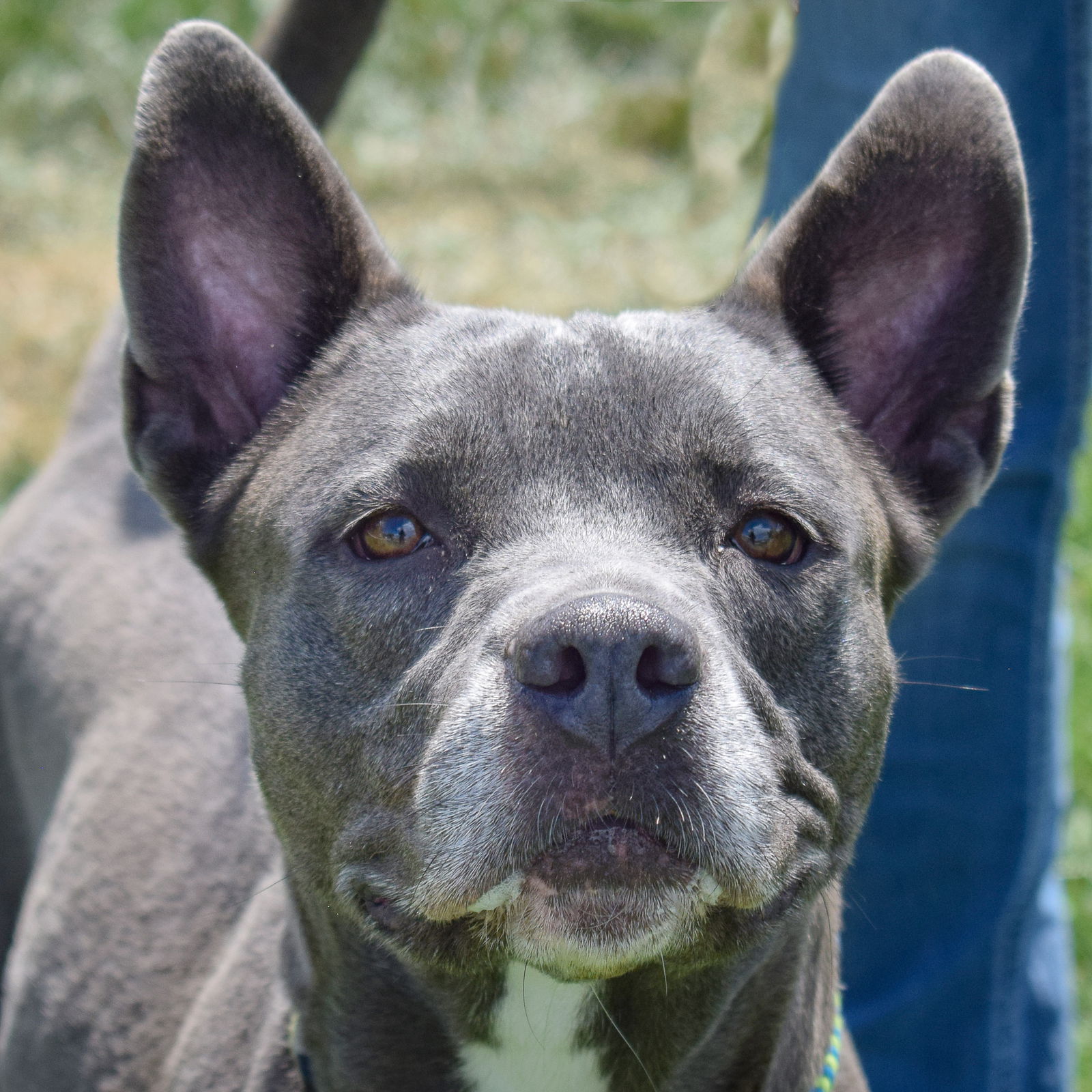 adoptable Dog in Huntley, IL named Pharroh