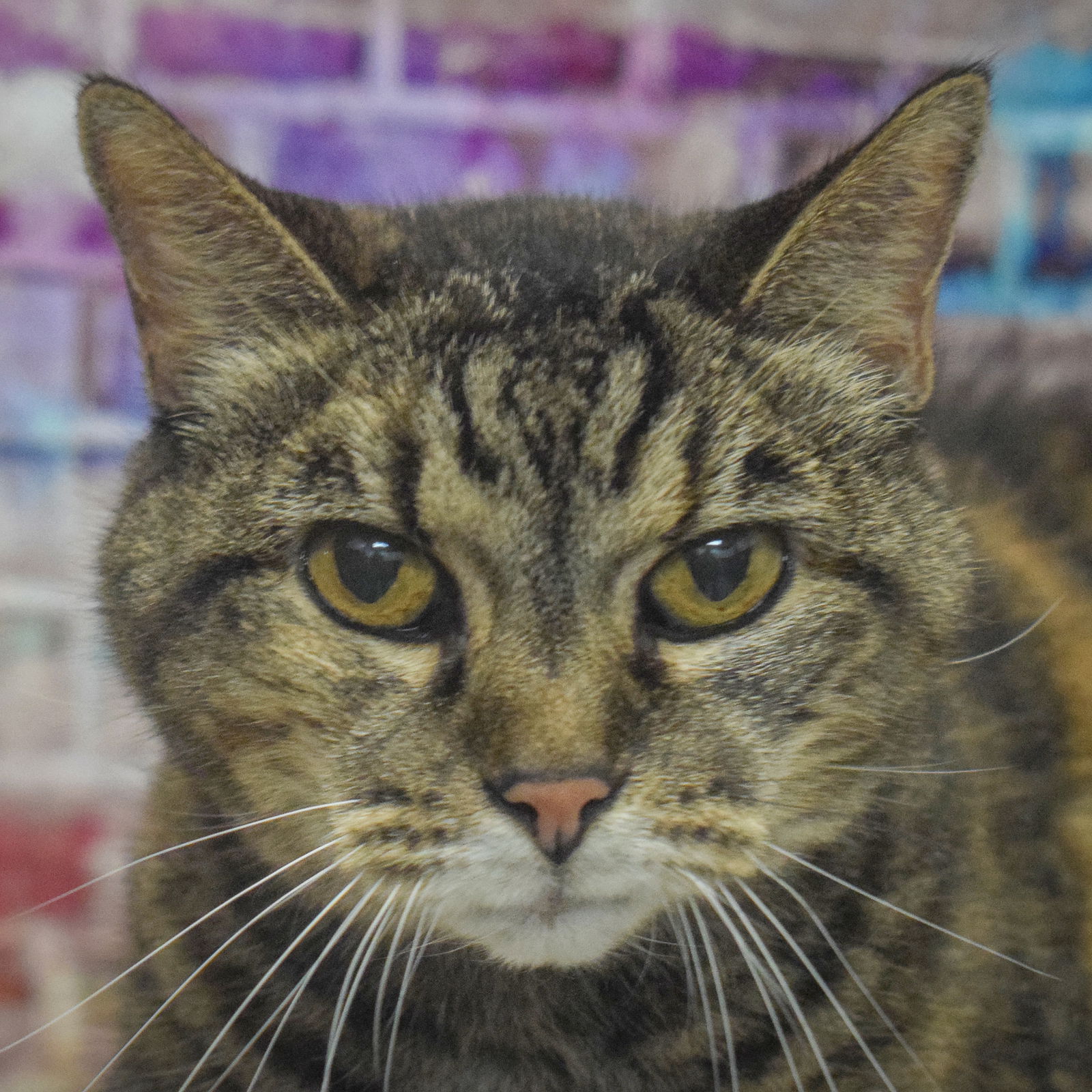 adoptable Cat in Huntley, IL named Mama