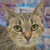 adoptable Cat in Huntley, IL named Charity