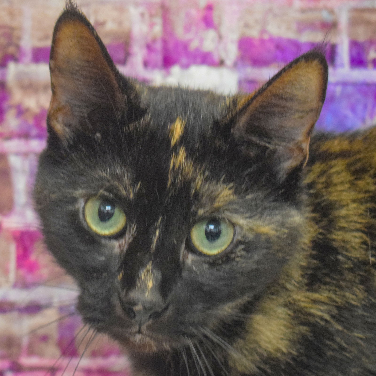 adoptable Cat in Huntley, IL named Debbie