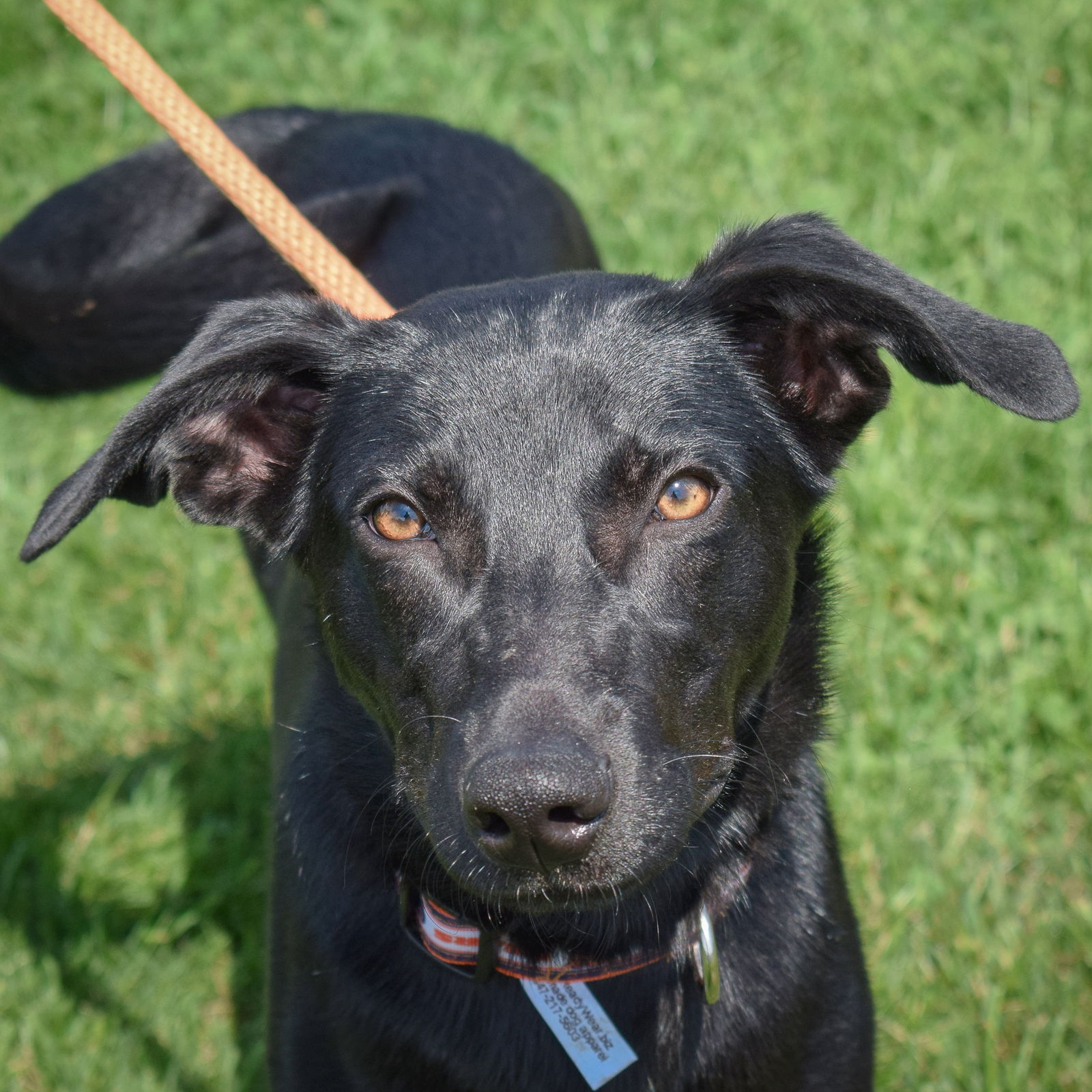 adoptable Dog in Huntley, IL named Josie