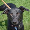 adoptable Dog in , IL named Josie